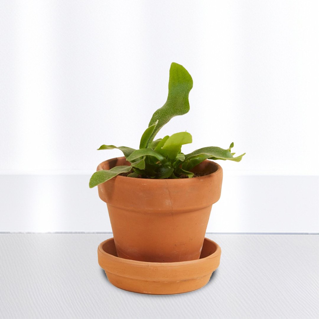 Staghorn Fern